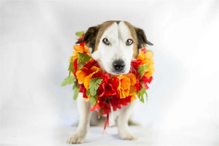 Kasachen-Pferde: Alles über die robusten Steppenpferde aus Kasachstan