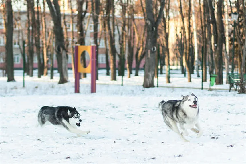 Hamsterzähne: 5 wichtige Fakten zu Nagezähnen & Backentaschen
