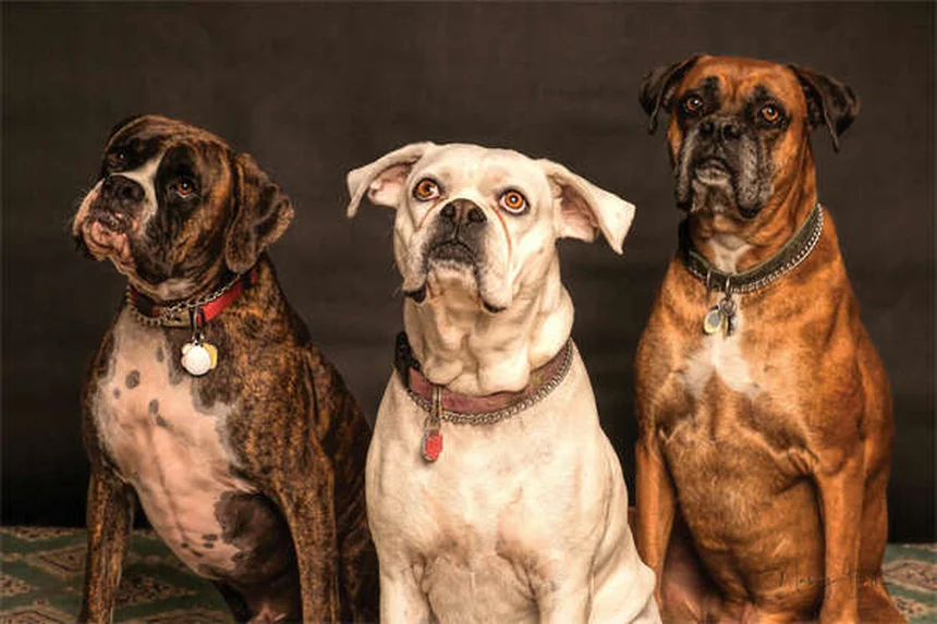 Herzwurm Prävention für Hunde und Katzen: Die 3 besten Methoden im Vergleich
