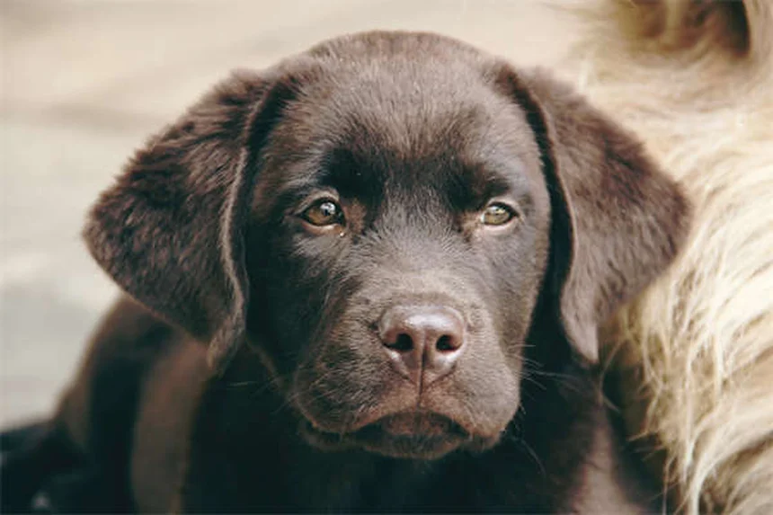 Geschwollene Lymphknoten beim Hund: Ursachen & was jetzt wichtig ist