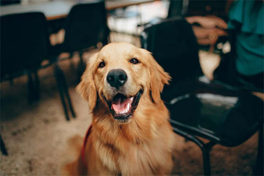 Senior-Hundefutter: Das beste Futter für ältere Hunde