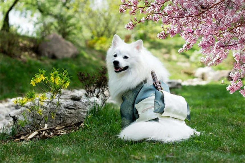 Hund an der Leine führen: 5 einfache Tricks für entspannte Spaziergänge