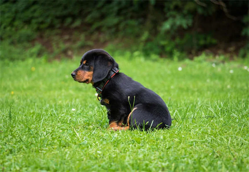 Rotes Zahnfleisch bei Katzen: 5 Warnsignale, die du nie ignorieren solltest!