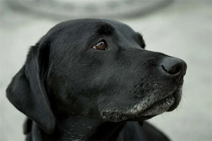 10 deutliche Anzeichen, dass dein Hund zur Familie gehört