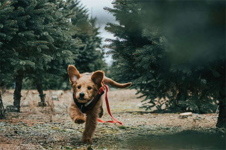 10 deutliche Anzeichen, dass dein Hund zur Familie gehört