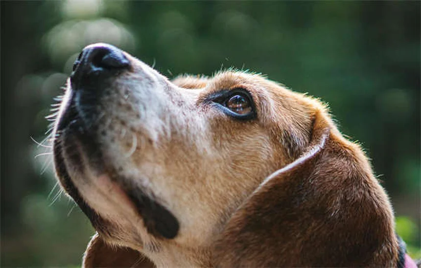 Hundegeschirr: Das beste Modell für deinen Vierbeiner finden