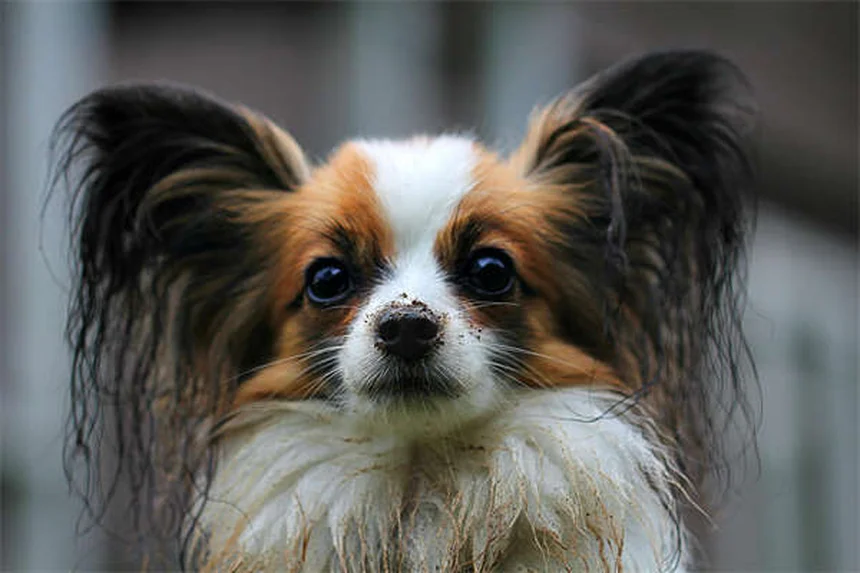 5 kreative Hundespiele für den Garten - So wird dein Hund glücklich!