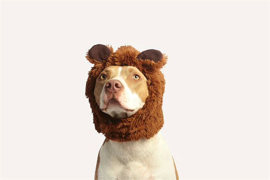 5 kreative Hundespiele für den Garten - So wird dein Hund glücklich!