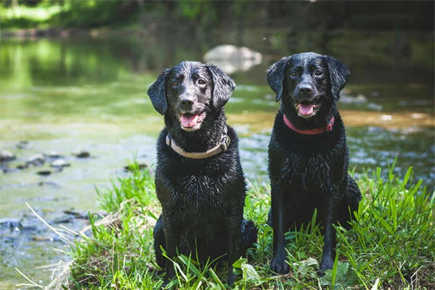 Hunde-Empathie: Können Hunde Gefühle anderer Hunde verstehen?