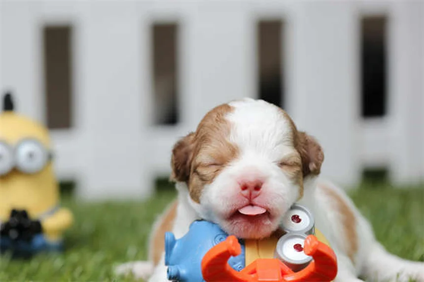 Hunde-Empathie: Können Hunde Gefühle anderer Hunde verstehen?