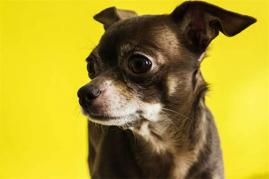 Hund auswählen: 6 Tipps für den perfekten Vierbeiner