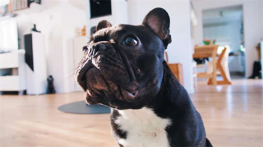 Hund auswählen: 6 Tipps für den perfekten Vierbeiner