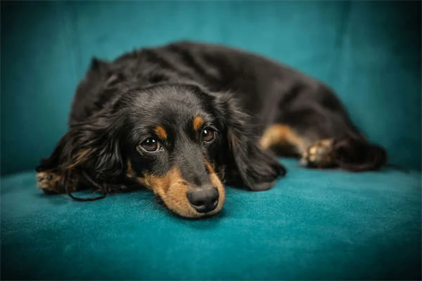 Hund zuckt im Schlaf: Harmlose Träume oder Grund zur Sorge?