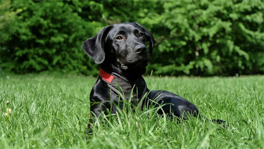 Hund zuckt im Schlaf: Harmlose Träume oder Grund zur Sorge?