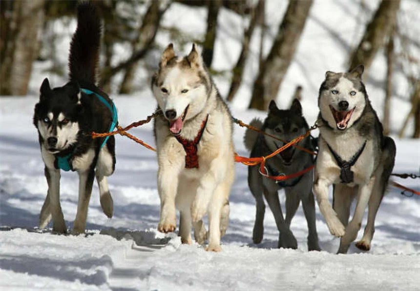 Doga für Hunde: Entspannung & Spaß mit deinem Vierbeiner