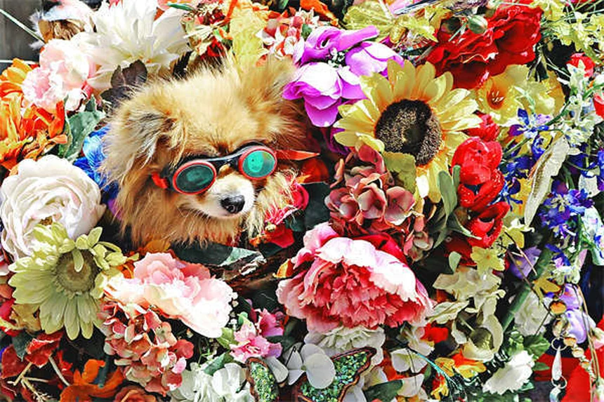 Doga für Hunde: Entspannung & Spaß mit deinem Vierbeiner