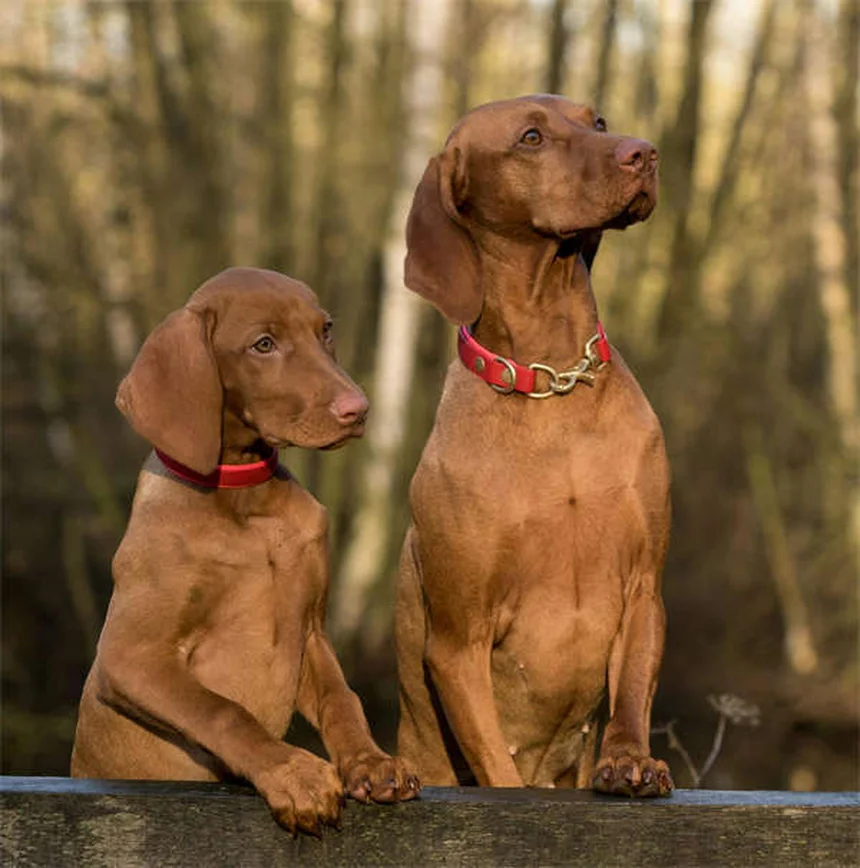 Parvovirus bei Hunden: Symptome erkennen & richtig behandeln