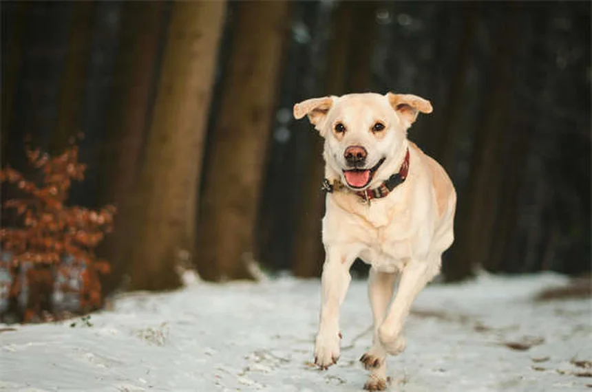Parvovirus bei Hunden: Symptome erkennen & richtig behandeln