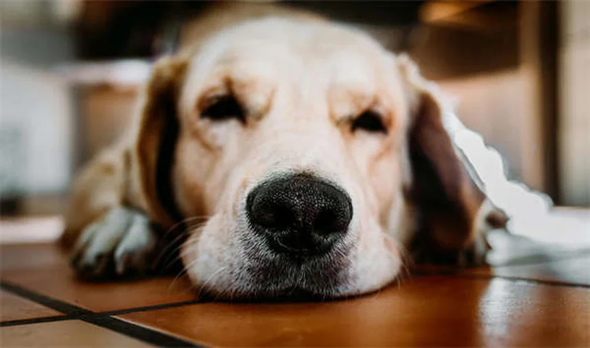Wahloperationen bei Hunden: Wann ist eine OP wirklich nötig?
