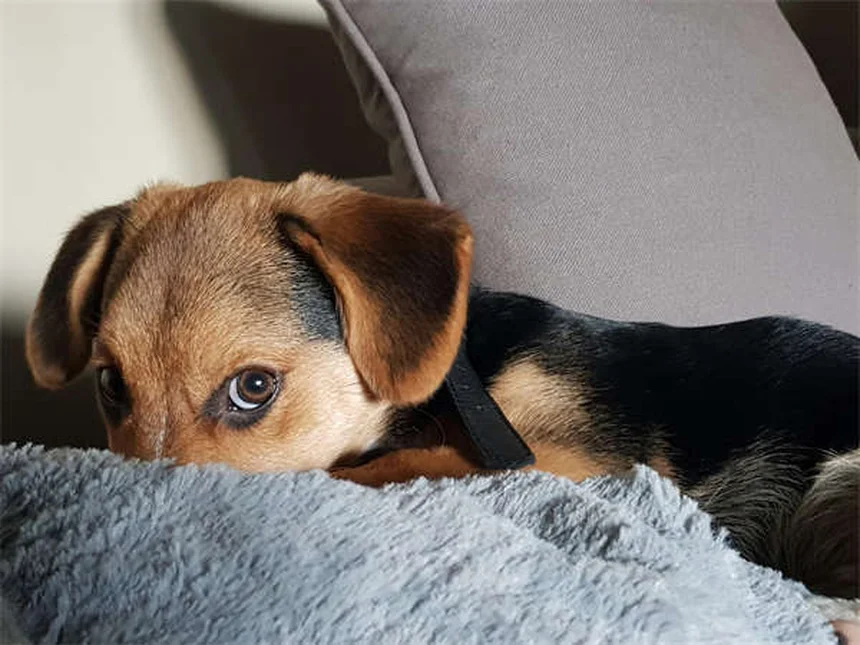 Tierheim Adoption: 5 Vorurteile im Check - Warum du unbedingt adoptieren solltest!