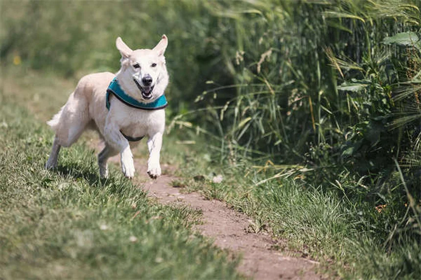 Tierheim Adoption: 5 Vorurteile im Check - Warum du unbedingt adoptieren solltest!