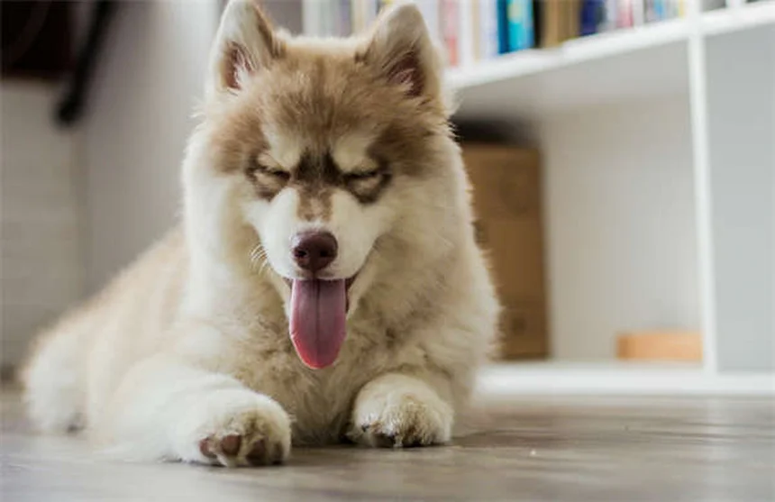 Hundeschulterverletzungen: 5 häufige Probleme & was sofort hilft