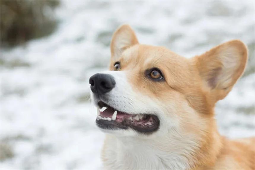 Hundeschulterverletzungen: 5 häufige Probleme & was sofort hilft