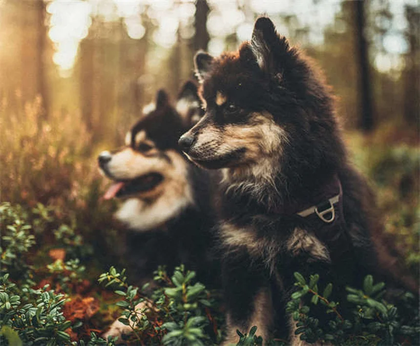 Hundeschulterverletzungen: 5 häufige Probleme & was sofort hilft