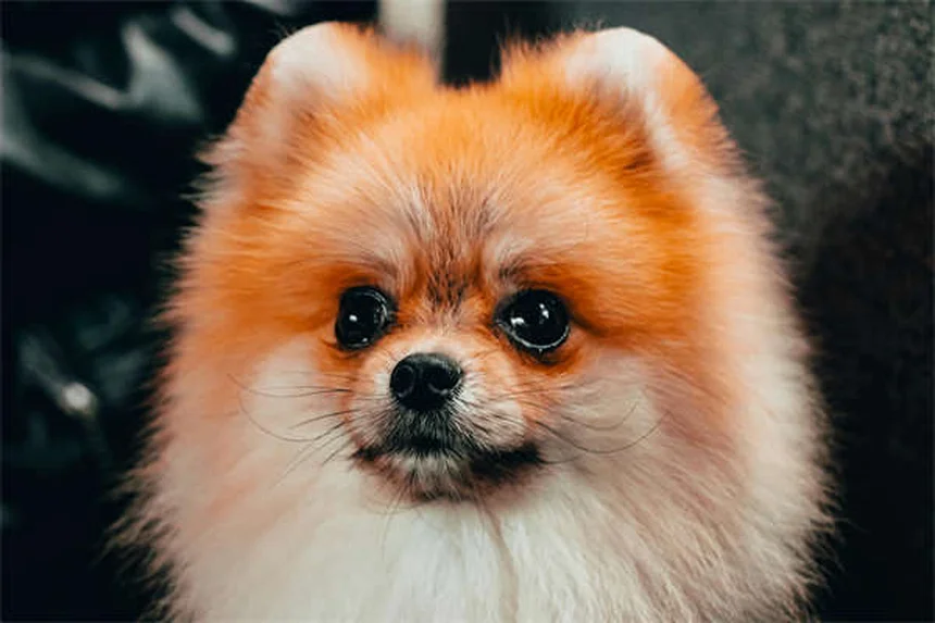 Warum Hunde ihre Stimme verlieren: 7 überraschende Gründe
