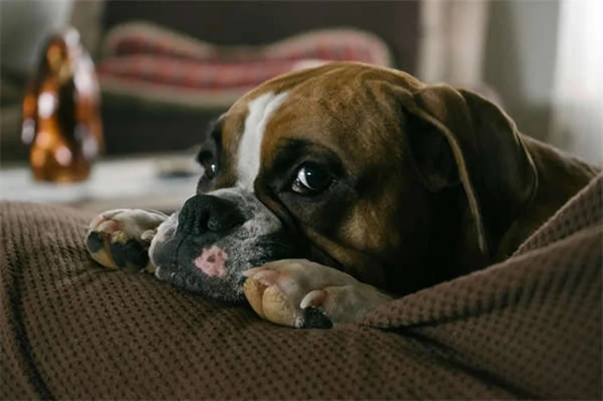Warum Hunde ihre Stimme verlieren: 7 überraschende Gründe