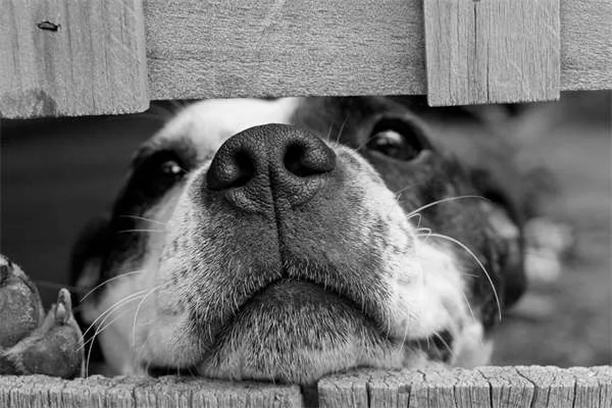 Blut im Katzenkot: Ursachen & was du sofort tun solltest